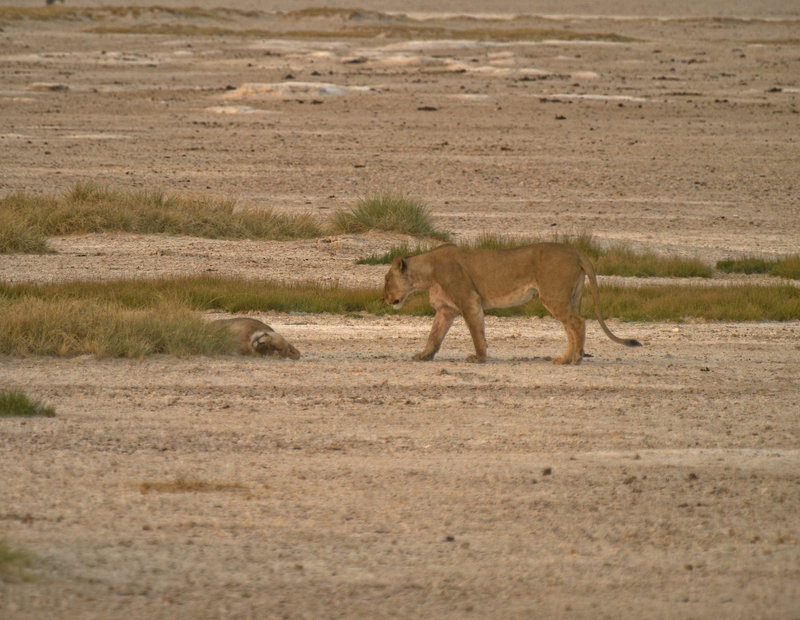 Okaukuejo, Lion